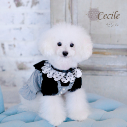 セシル（Cecile）