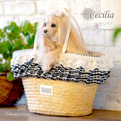 セシリア（Cecilia）