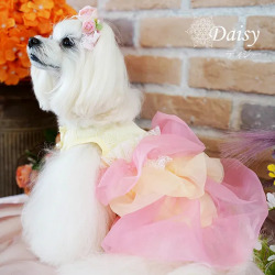 ディジー（Daisy）