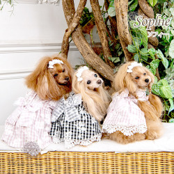 ソフィー（Sophie）