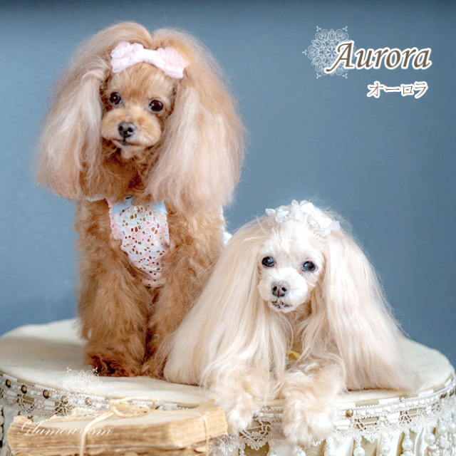 グラマーイズム Glamourism - オーロラ（Aurora）選べる2色