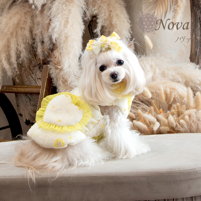 犬服ブランド グラマーイズム Glamourism ノヴァ（Nova）選べる3色