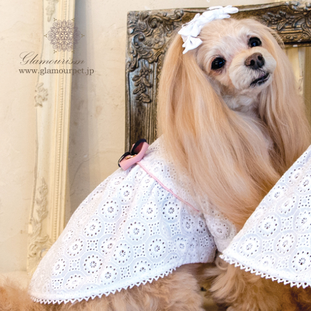 グラマーイズムglamourism セリア ピンク・ネイビーSM 2着セット 犬服ブランド グラマーイズム Glamourism エリシア（Elysia）選べる2色