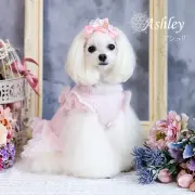 アシュリ（Ashley）