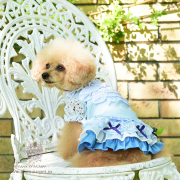 犬服ブランド「グラマーイズム（Glamourism）」 公式通販