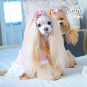 犬服ワンピース｜【犬服ブランド】Glamour (グラマーイズム)