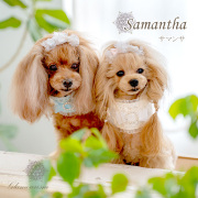 一美　グラマーイズム　ガルシア　SS　Ｓ 犬服ブランド「グラマーイズム（Glamourism）」 公式通販
