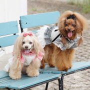 犬服ワンピース｜【犬服ブランド】Glamour (グラマーイズム)