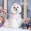 アシュリ（Ashley）