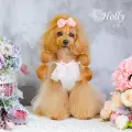 ホリー（Holly）
