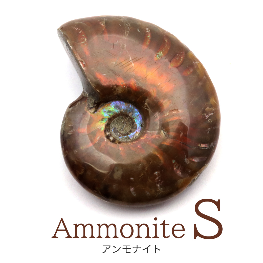 アンモナイト 化石 遊色効果 マダガスカル産 ポリッシュ Sサイズ 約3-4cm前後 1個売り ランダム発送
