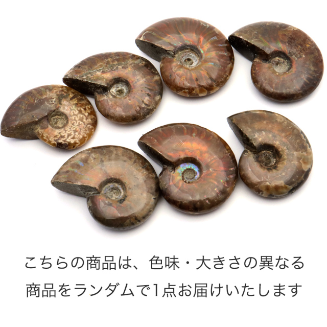アンモナイト 化石 遊色効果 マダガスカル産 ポリッシュ Sサイズ 約3