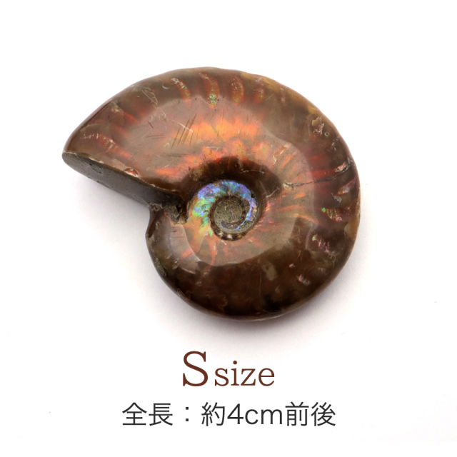 アンモナイト 化石 遊色効果 マダガスカル産 ポリッシュ Sサイズ 約3-4cm前後 1個売り ランダム発送
