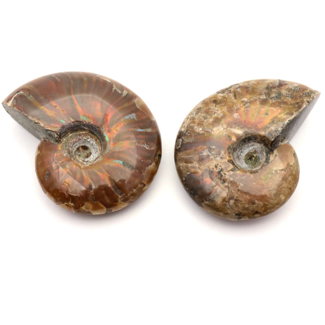 アンモナイト 化石 遊色効果 マダガスカル産 ポリッシュ Sサイズ 約3-4cm前後 1個売り ランダム発送