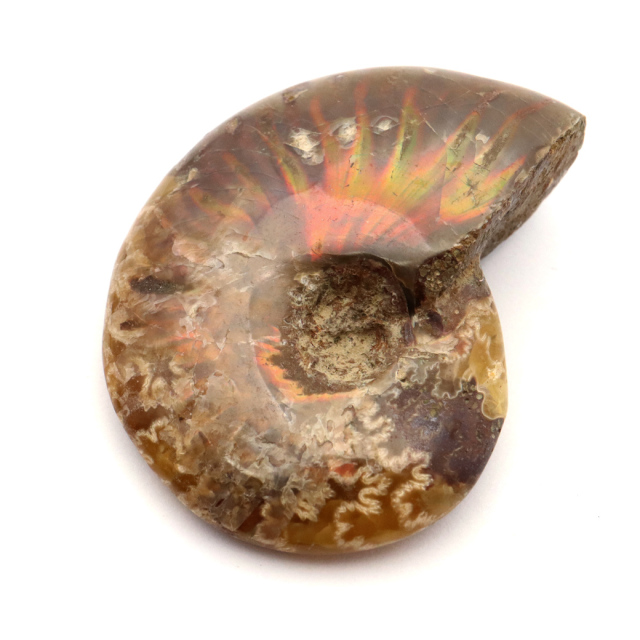 アンモナイト 化石 遊色効果 マダガスカル産 ポリッシュ Sサイズ 約3-4cm前後 1個売り ランダム発送