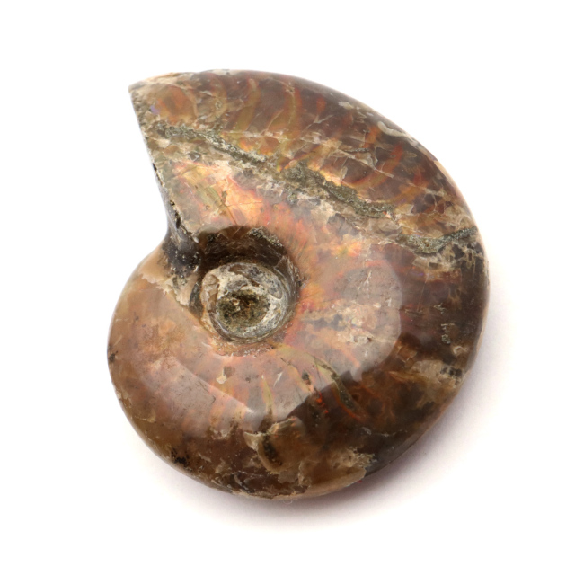 アンモナイト 化石 遊色効果 マダガスカル産 ポリッシュ Sサイズ 約3-4cm前後 1個売り ランダム発送