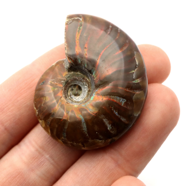 アンモナイト 化石 遊色効果 マダガスカル産 ポリッシュ Sサイズ 約3-4cm前後 1個売り ランダム発送
