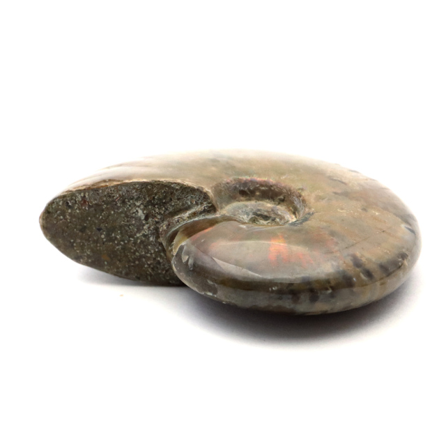 アンモナイト 化石 遊色効果 マダガスカル産 ポリッシュ Sサイズ 約3-4cm前後 1個売り ランダム発送