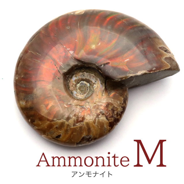 アンモナイト 化石 遊色効果 マダガスカル産 ポリッシュ Mサイズ 約5-6cm前後 1個売り ランダム発送