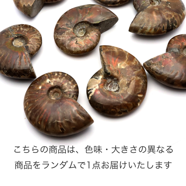 アンモナイト 化石 遊色効果 マダガスカル産 ポリッシュ Mサイズ 約5-6cm前後 1個売り ランダム発送