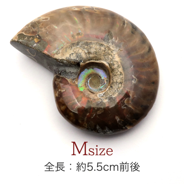 アンモナイト 化石 遊色効果 マダガスカル産 ポリッシュ Mサイズ 約5-6cm前後 1個売り ランダム発送