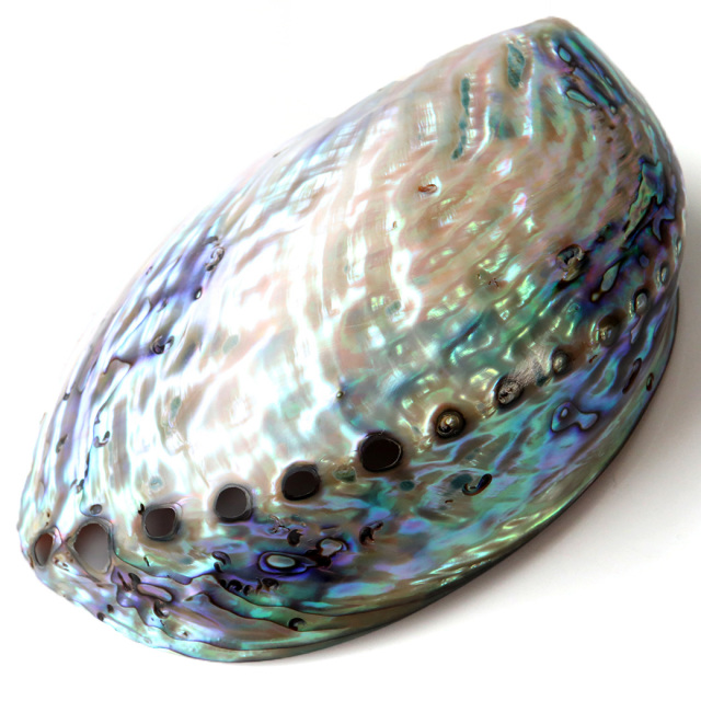 アバロンシェル ホワイトセージの浄化皿 パウアシェル 貝殻 ニュージーランド産