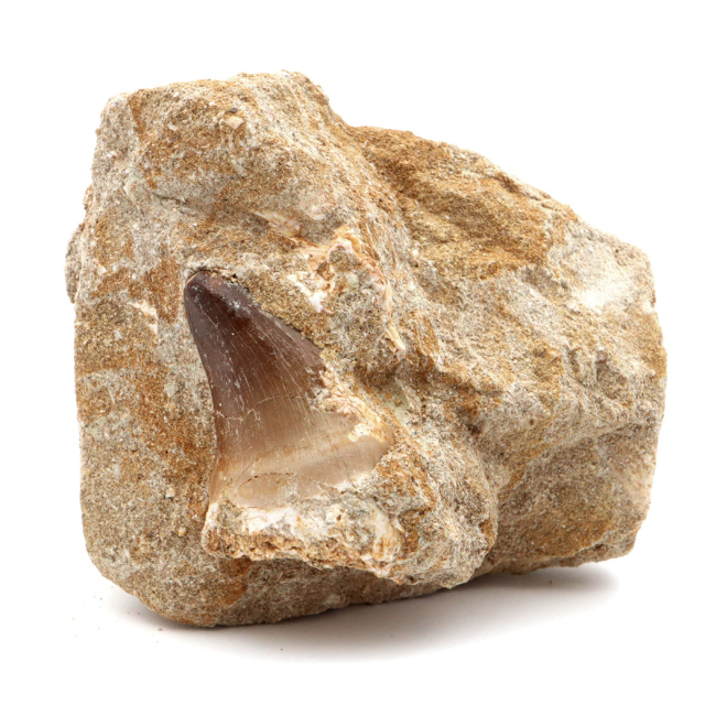 モササウルス 化石 牙 歯 骨 本物 モロッコ産 母岩付き 1点もの 標本 海棲爬虫類 後期白亜紀 約7,000万年前 恐竜 風水 グッズ 占い