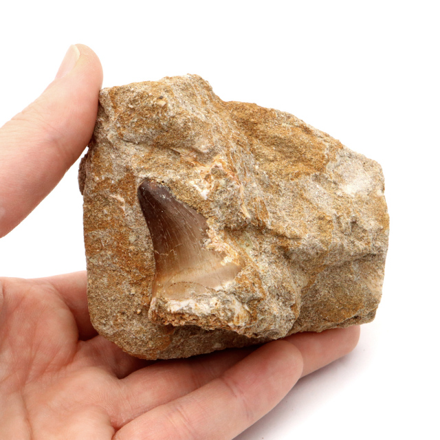 モササウルス 化石 牙 歯 骨 本物 モロッコ産 母岩付き 1点もの 標本 海棲爬虫類 後期白亜紀 約7,000万年前 恐竜 風水 グッズ 占い