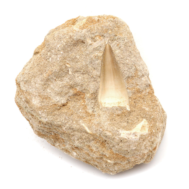 モササウルス 化石 牙 歯 骨 本物 モロッコ産 母岩付き 1点もの 標本 海棲爬虫類 後期白亜紀 約7,000万年前 恐竜 風水 グッズ 占い