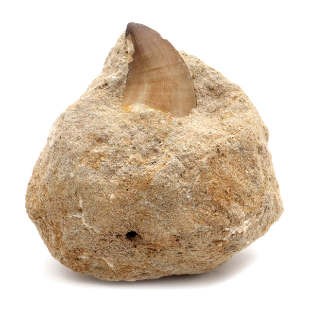 モササウルス 化石 牙 歯 骨 本物 モロッコ産 母岩付き 1点もの 標本 海棲爬虫類 後期白亜紀 約7,000万年前 恐竜 風水 グッズ 占い