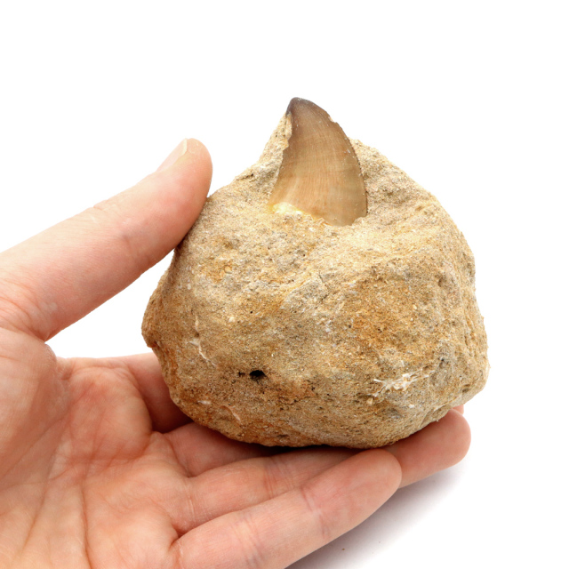 モササウルス 化石 牙 歯 骨 本物 モロッコ産 母岩付き 1点もの 標本 海棲爬虫類 後期白亜紀 約7,000万年前 恐竜 風水 グッズ 占い