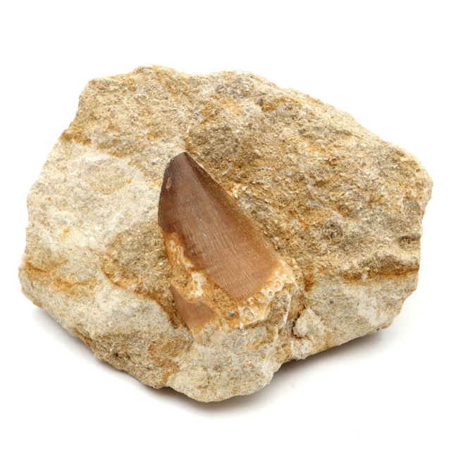 モササウルス 化石 牙 歯 骨 本物 モロッコ産 母岩付き 1点もの 標本 海棲爬虫類 後期白亜紀 約7,000万年前 恐竜 風水 グッズ 占い