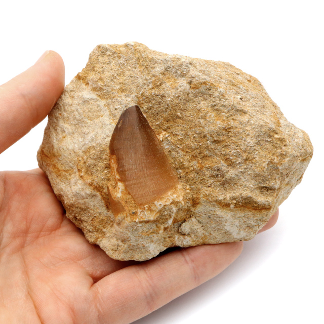 モササウルス 化石 牙 歯 骨 本物 モロッコ産 母岩付き 1点もの 標本 海棲爬虫類 後期白亜紀 約7,000万年前 恐竜 風水 グッズ 占い