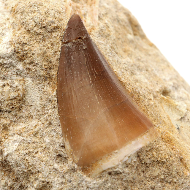 モササウルス 化石 牙 歯 骨 本物 モロッコ産 母岩付き 1点もの 標本 海棲爬虫類 後期白亜紀 約7,000万年前 恐竜 風水 グッズ 占い