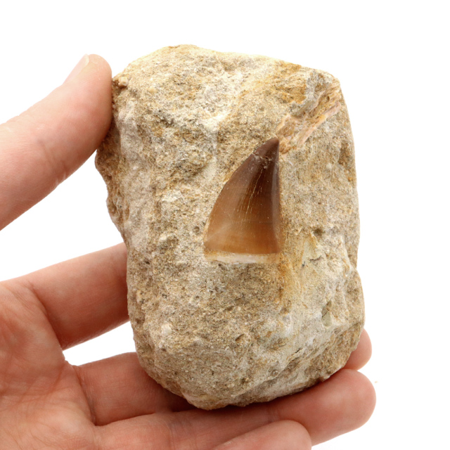 モササウルス 化石 牙 歯 骨 本物 モロッコ産 母岩付き 1点もの 標本 海棲爬虫類 後期白亜紀 約7,000万年前 恐竜 風水 グッズ 占い