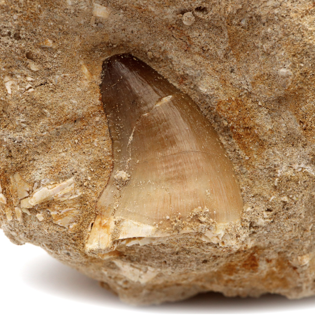 モロッコ産モササウルスの歯歯根と母岩付　プログナソドン ギガンデス モロッコ産モササウルスの歯歯根と母岩付 プログナソドン ギガンデス