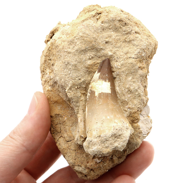 モササウルス 化石 牙 歯 骨 本物 モロッコ産 母岩付き 1点もの 標本 海棲爬虫類 後期白亜紀 約7,000万年前 恐竜 風水 グッズ 占い