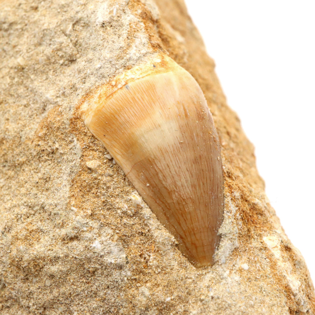 モササウルス 化石 牙 歯 骨 本物 モロッコ産 母岩付き 1点もの 標本 海棲爬虫類 後期白亜紀 約7,000万年前 恐竜 風水 グッズ 占い