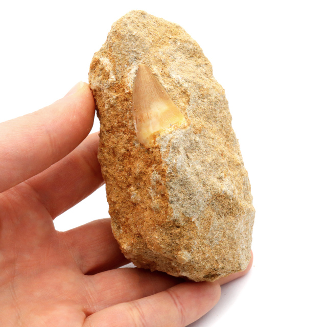 モササウルス 化石 牙 歯 骨 本物 モロッコ産 母岩付き 1点もの 標本 海棲爬虫類 後期白亜紀 約7,000万年前 恐竜 風水 グッズ 占い