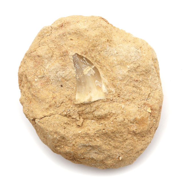 モササウルス 化石 牙 歯 骨 本物 モロッコ産 母岩付き 1点もの 標本 海棲爬虫類 後期白亜紀 約7,000万年前 恐竜 風水 グッズ 占い