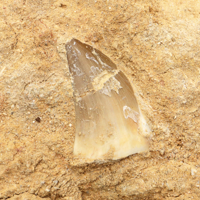 モササウルス 化石 牙 歯 骨 本物 モロッコ産 母岩付き 1点もの 標本 海棲爬虫類 後期白亜紀 約7,000万年前 恐竜 風水 グッズ 占い