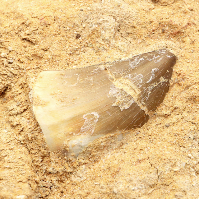 モササウルス 化石 牙 歯 骨 本物 モロッコ産 母岩付き 1点もの 標本 海棲爬虫類 後期白亜紀 約7,000万年前 恐竜 風水 グッズ 占い