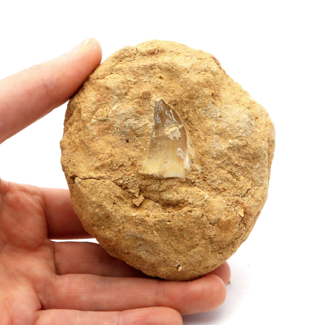 モササウルス 化石 牙 歯 骨 本物 モロッコ産 母岩付き 1点もの 標本 海棲爬虫類 後期白亜紀 約7,000万年前 恐竜 風水 グッズ 占い