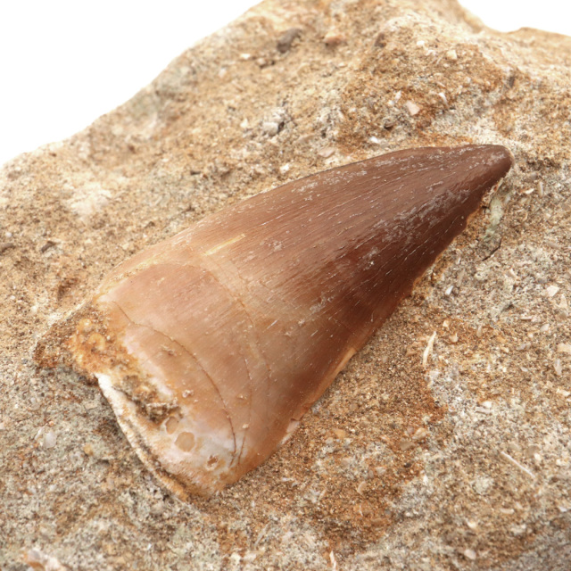 モササウルス 化石 牙 歯 骨 本物 モロッコ産 母岩付き 1点もの 標本 海棲爬虫類 後期白亜紀 約7,000万年前 恐竜 風水 グッズ 占い