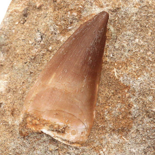 モササウルス 化石 牙 歯 骨 本物 モロッコ産 母岩付き 1点もの 標本 海棲爬虫類 後期白亜紀 約7,000万年前 恐竜 風水 グッズ 占い