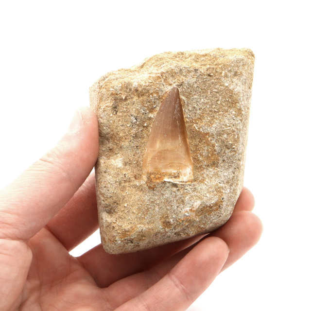 モササウルス 化石 牙 歯 骨 本物 モロッコ産 母岩付き 1点もの 標本 海棲爬虫類 後期白亜紀 約7,000万年前 恐竜 風水 グッズ 占い