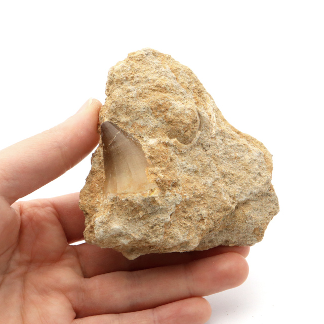 モササウルス 化石 牙 歯 骨 本物 モロッコ産 母岩付き 1点もの 標本 海棲爬虫類 後期白亜紀 約7,000万年前 恐竜 風水 グッズ 占い