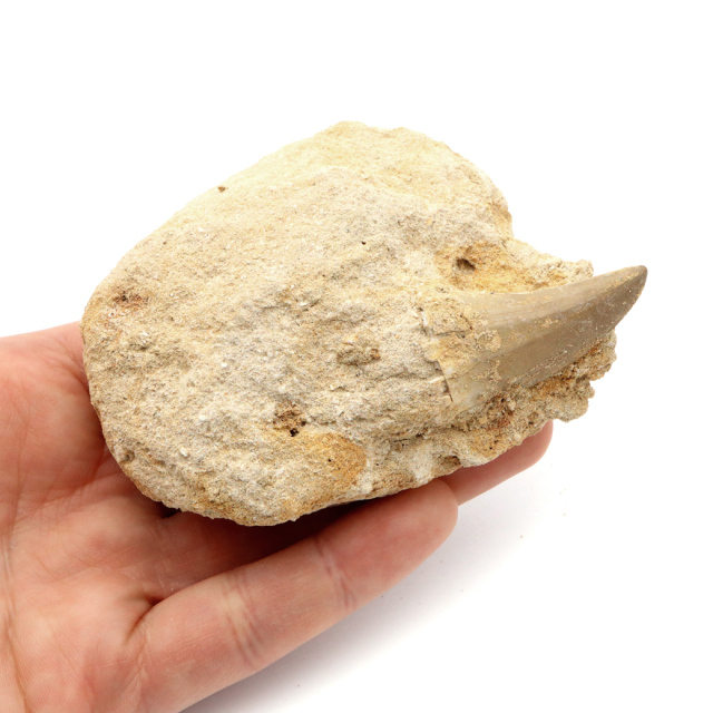 モササウルス 化石 牙 歯 骨 本物 モロッコ産 母岩付き 1点もの 標本 海棲爬虫類 後期白亜紀 約7,000万年前 恐竜 風水 グッズ 占い