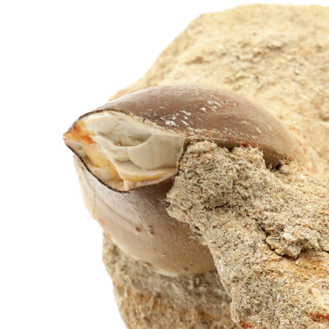 モササウルス 化石 牙 歯 骨 本物 モロッコ産 母岩付き 1点もの 標本 海棲爬虫類 後期白亜紀 約7,000万年前 恐竜 風水 グッズ 占い