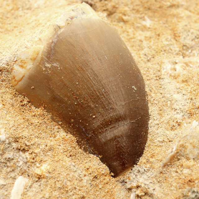 モササウルス 化石 牙 歯 骨 本物 モロッコ産 母岩付き 1点もの 標本 海棲爬虫類 後期白亜紀 約7,000万年前 恐竜 風水 グッズ 占い